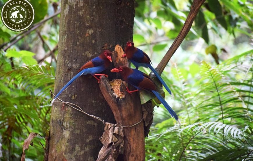 Mixed-Species Bird Feeding Flocks Sinharaja